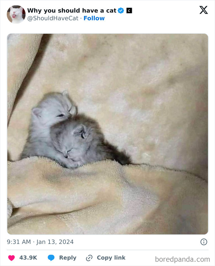 Reasons-Why-You-Should-Have-A-Cat