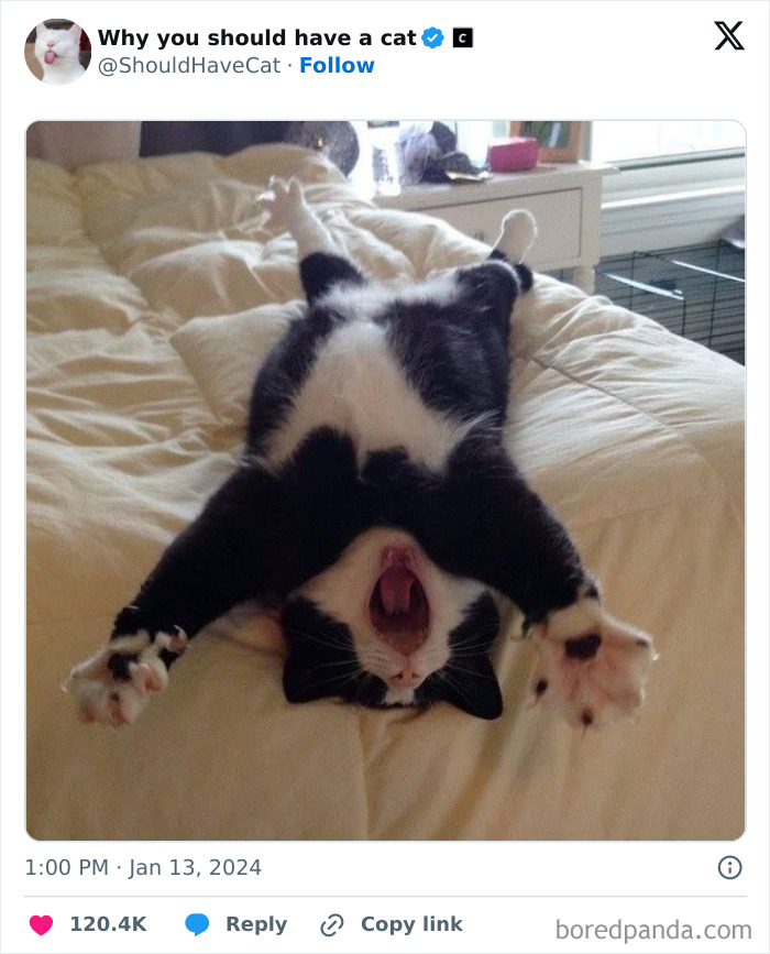 Reasons-Why-You-Should-Have-A-Cat