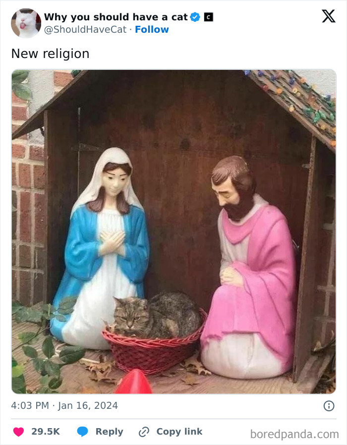 Reasons-Why-You-Should-Have-A-Cat