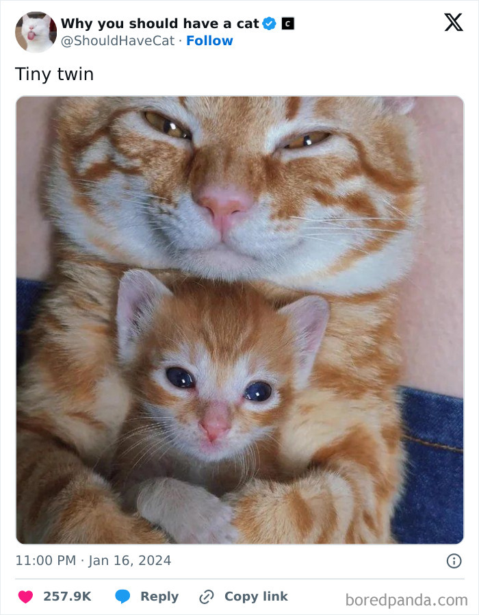 Reasons-Why-You-Should-Have-A-Cat