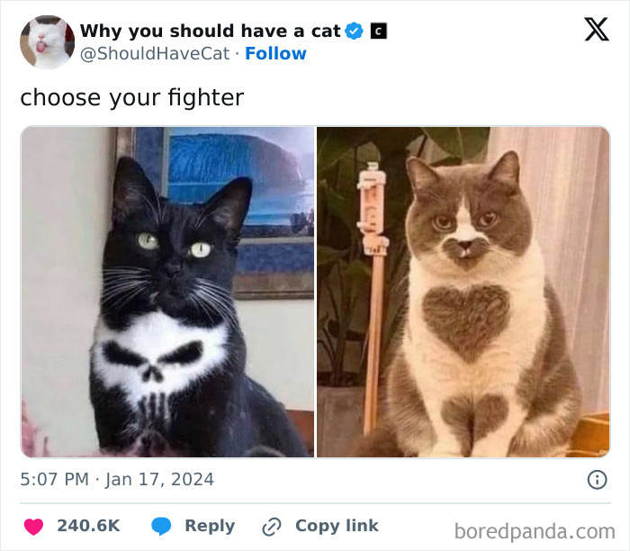 Reasons-Why-You-Should-Have-A-Cat