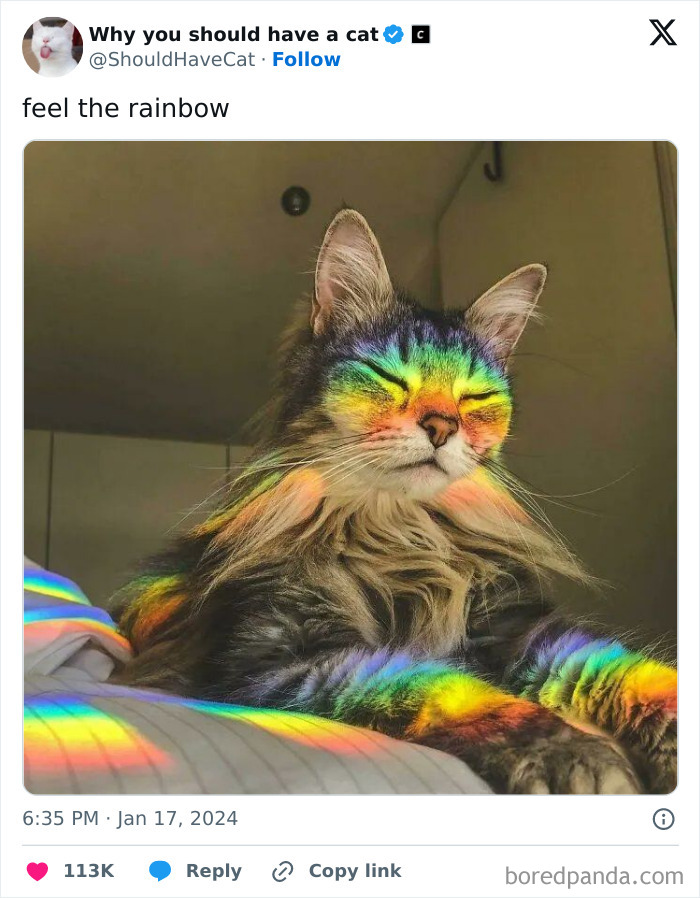 Reasons-Why-You-Should-Have-A-Cat