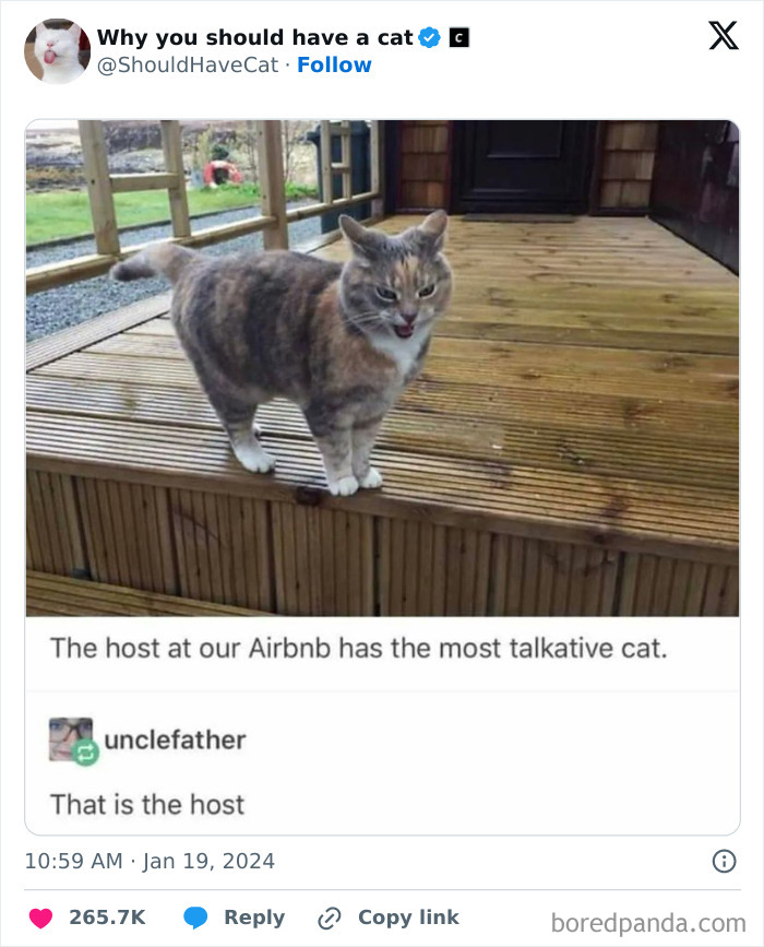 Reasons-Why-You-Should-Have-A-Cat