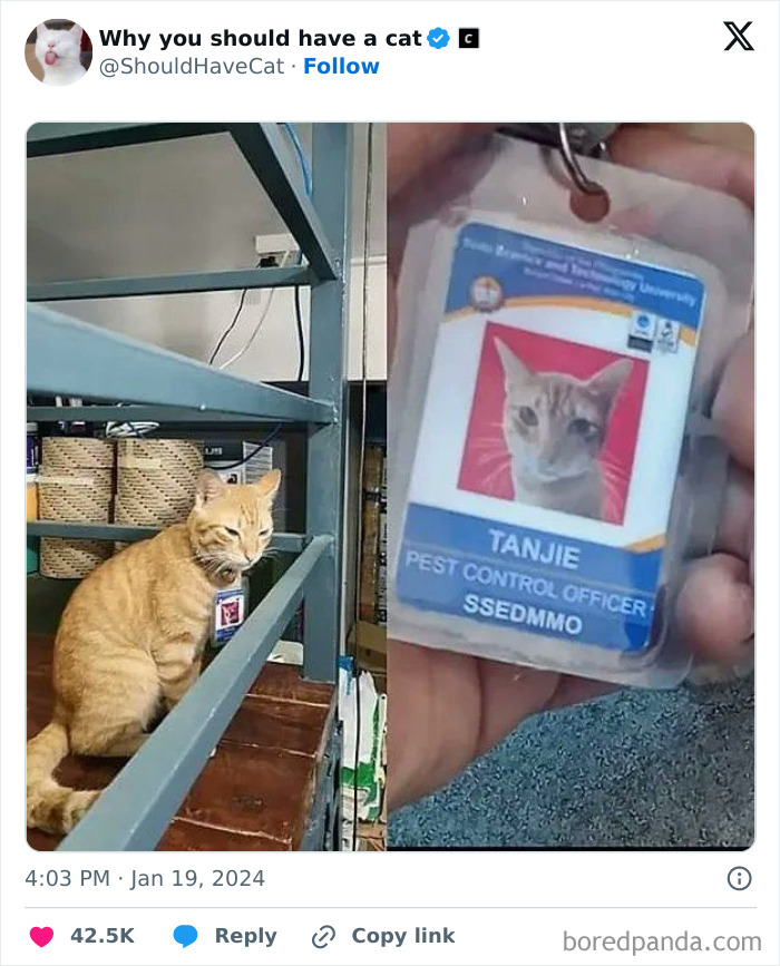 Reasons-Why-You-Should-Have-A-Cat