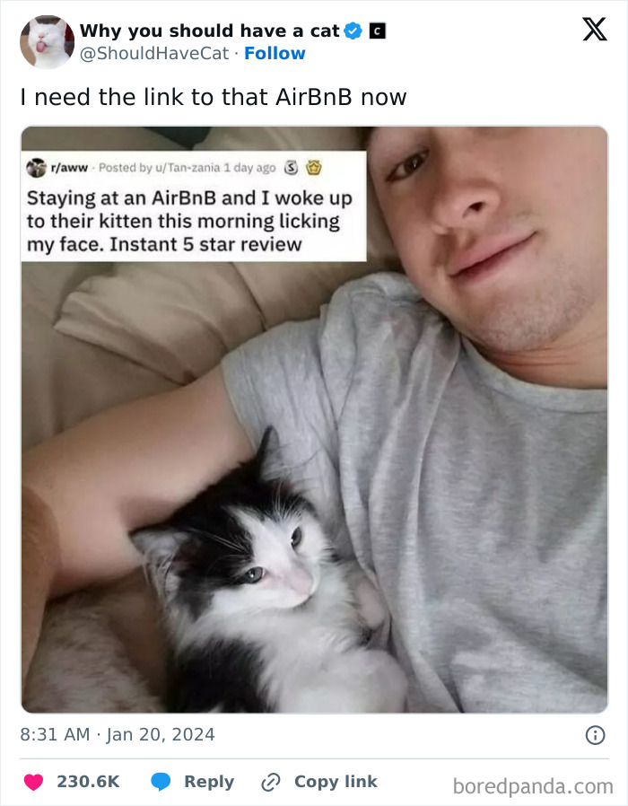 Reasons-Why-You-Should-Have-A-Cat