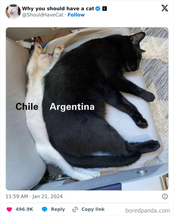 Reasons-Why-You-Should-Have-A-Cat