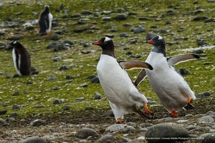 Two penguins walking humorously on rocky terrain, Comedy Wildlife Photography Awards.