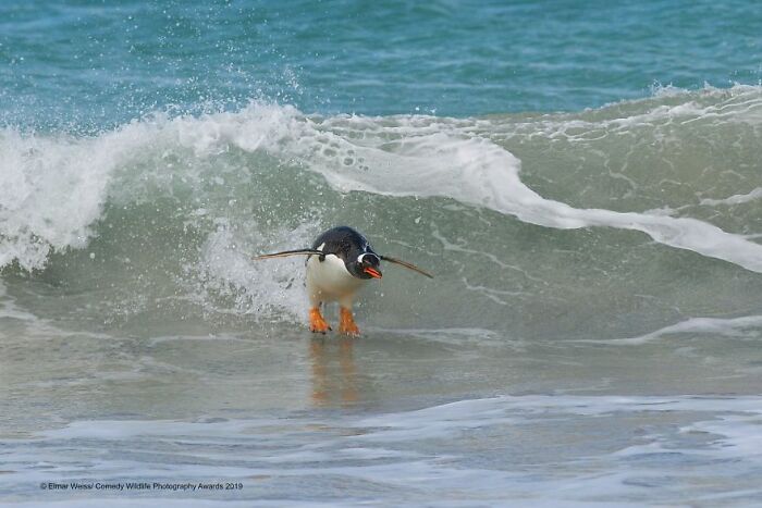 Penguin caught mid-action in a wave at the Comedy Wildlife Photography Awards.