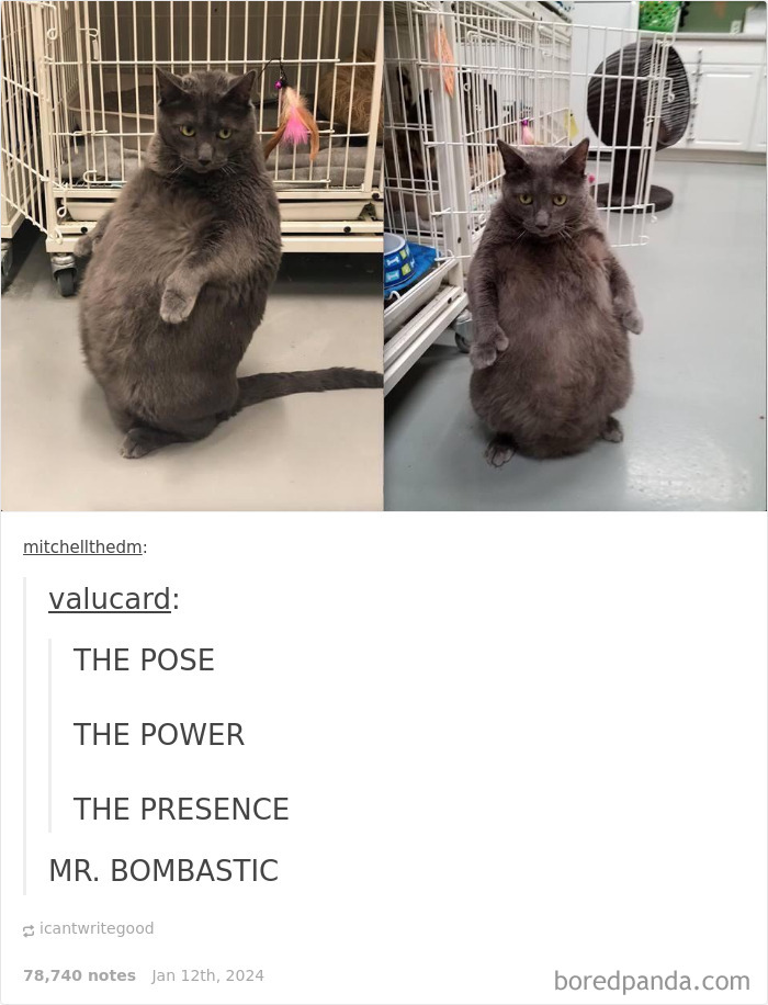 Hilarious-Funny-Animal-Memes