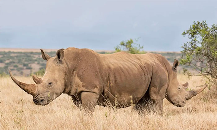 Two rhinos aligned perfectly, appearing as one, in a humorous wildlife photography shot.