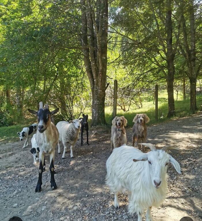 A Couple And Their 31 Four-Legged Family Members Found A Home After Their Video Asking For Help Went Viral