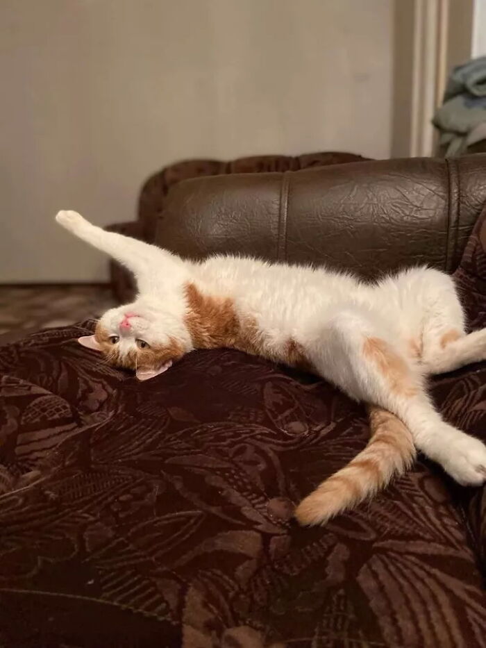 340 Thousand People Called To Fire The Conductor Who Threw Away The Cat Twix