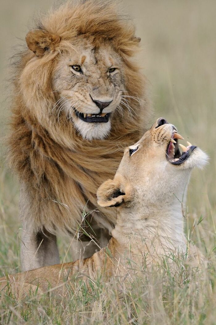 Lion and lioness in a humorous interaction, showcasing incredible wildlife photography.