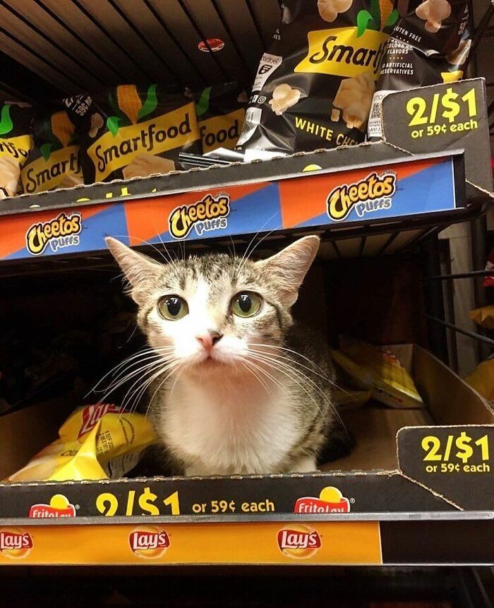 We Capture The Essence Of NYC Through Cute And Funny Photos Of Bodega Cats
