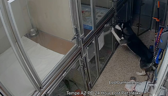 Police Makes “The Cutest Arrest Ever” After Dog Escapes Shelter And Tries To Free His Friends Police Makes “The Cutest Arrest Ever” After Dog Escapes Shelter And Tries To Free His Friends