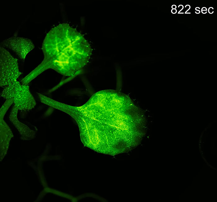 &ldquo;Amazing&rdquo; Video Of Plants Talking Has Social Media Reconsidering How They Thought About Life