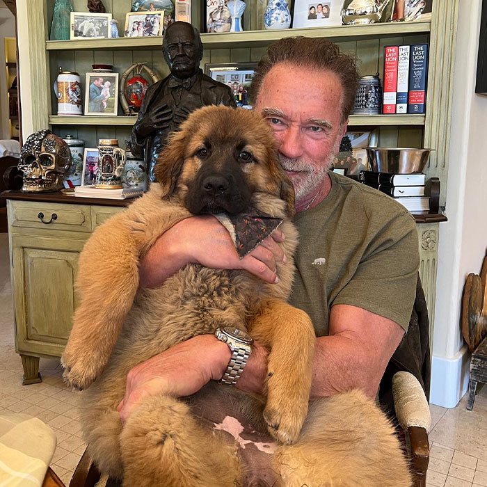 From Lulu The Donkey To Schnelly The Pig: Meet Arnold Schwarzenegger&rsquo;s Pet Paradise