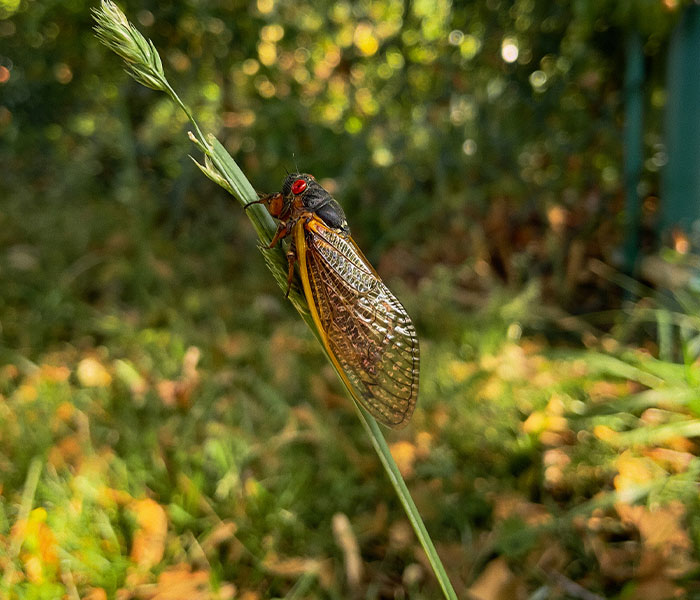 “Earplugs Will Be In Demand”: 2 Broods Of Cicada Will Emerge For The First Time In 221 Years “Earplugs Will Be In Demand”: 2 Broods Of Cicada Will Emerge For The First Time In 221 Years