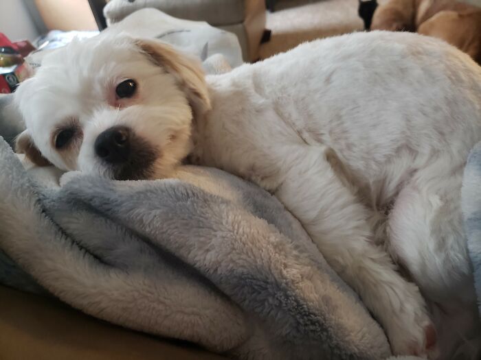 Pearl Girl Is A Sleepy Girl Now