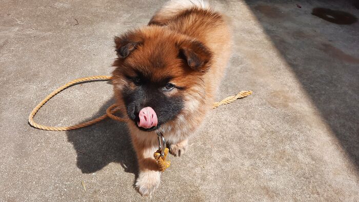 He Has Spots On His Tongue. I Was Worried, But After Checking, Looks Like It's Common