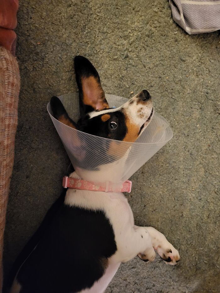 Our "Foster Fail" Pup, Josie, Aka "Crazy Eyes"