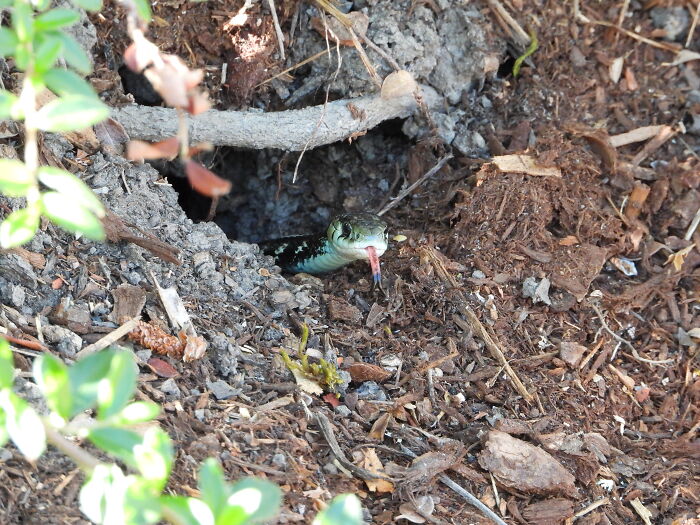A Garter Snake Saying Hello