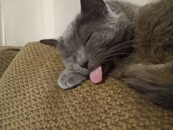 Ripley, She Has Poo Brain