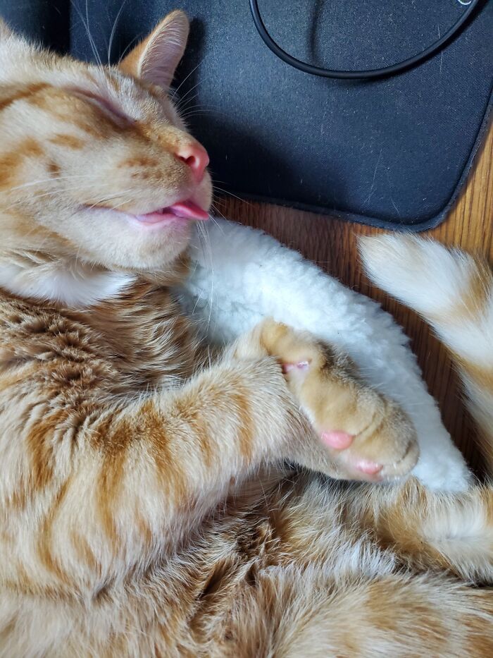 Goose - I Sleeps And I Bleps