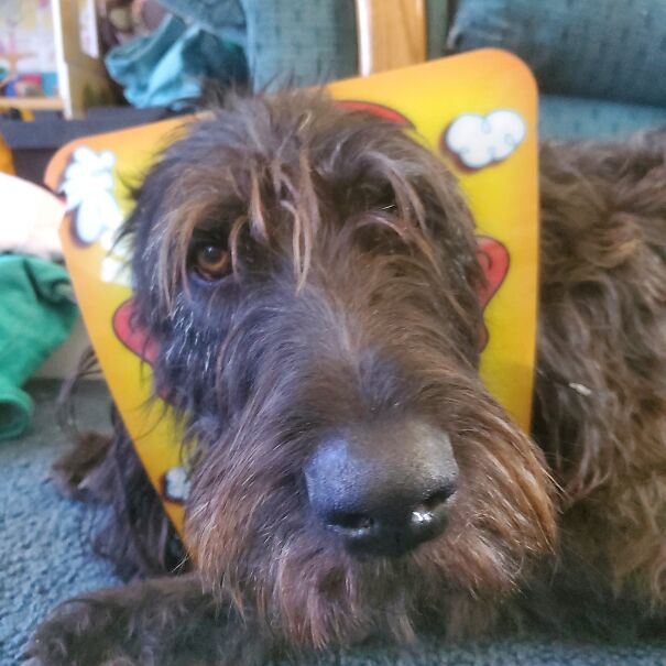 My Sweetest Sophie. Most Patient Goblin Ever