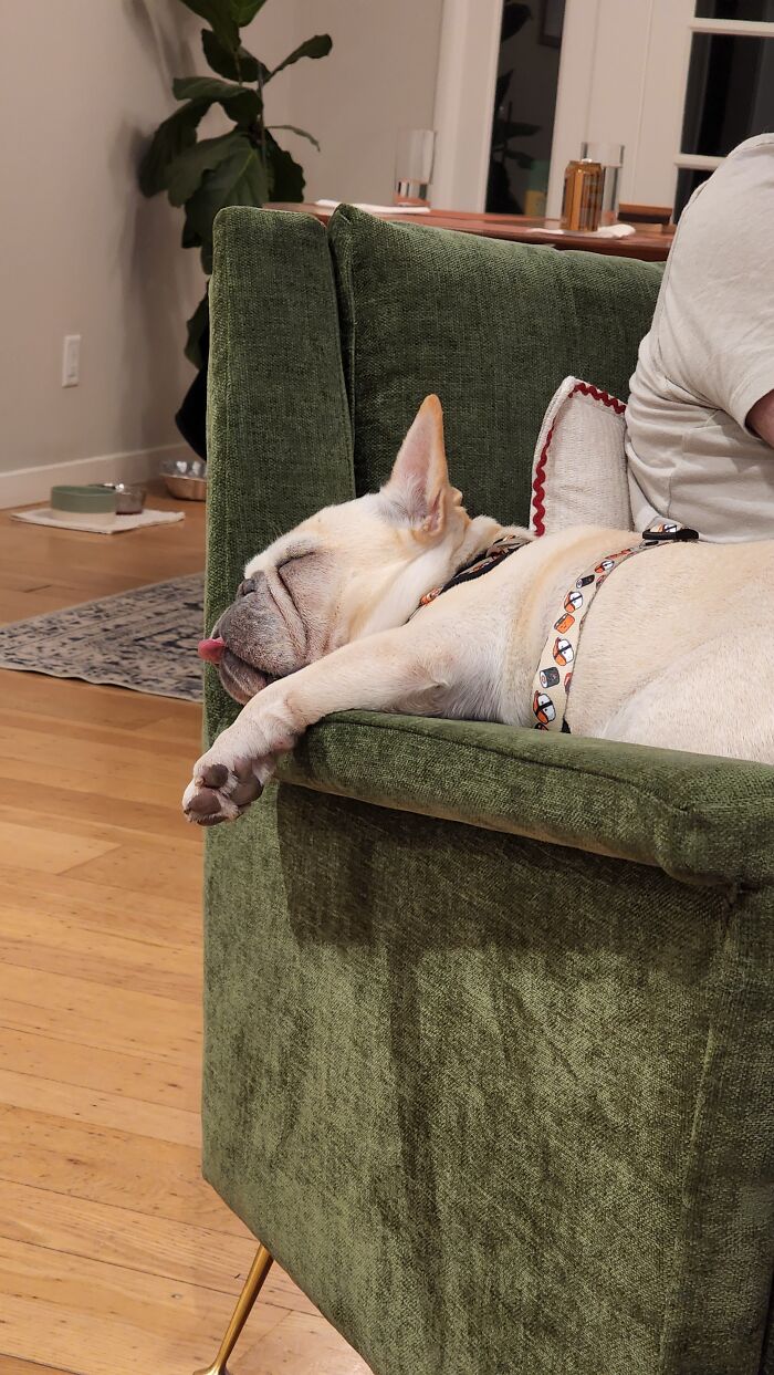 Sir Pickles Got The Sleep Bloop Going On