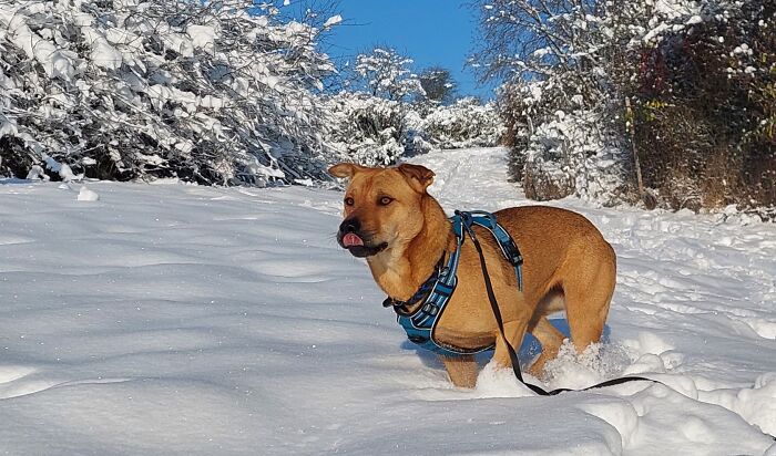 Lucy Playing In The Snow 🤍