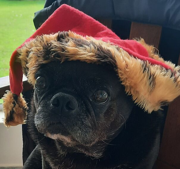 Jojo The Christmas Pugoblin