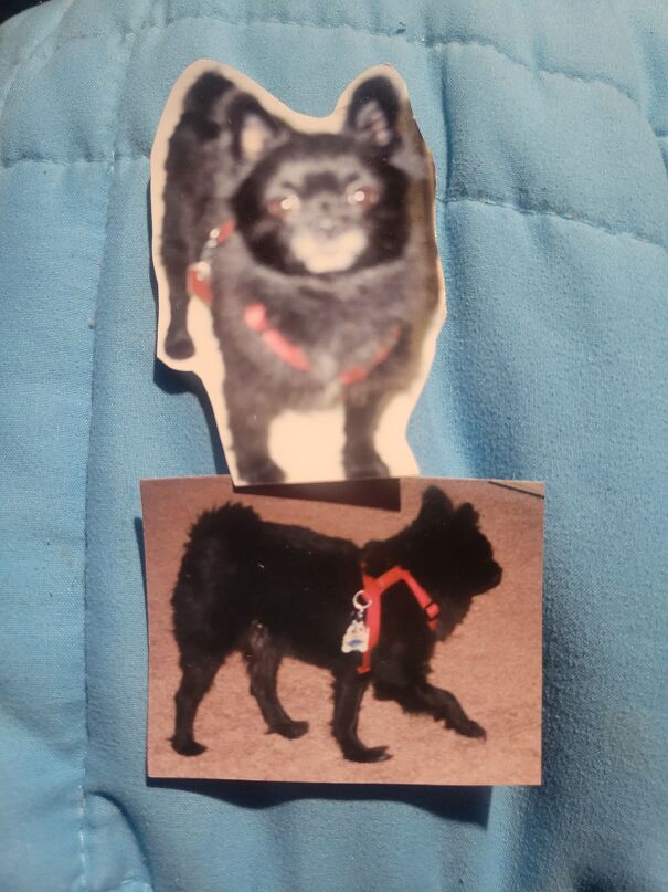 The First Pet I Ever Had As An Adult. He May Not Look Like A Goblin To You. But He Always Will To Me-Because Goblin Was His Name!