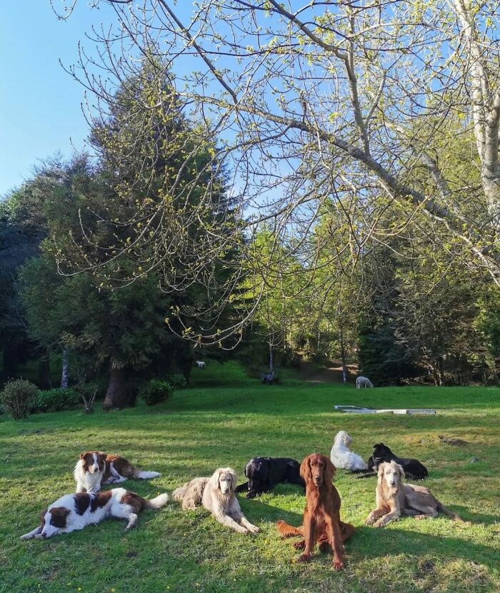 A Couple And Their 31 Four-Legged Family Members Found A Home After Their Video Asking For Help Went Viral