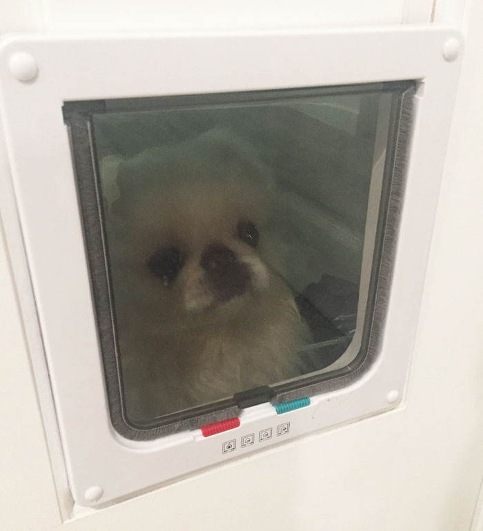 My Dog Doesn't Know How To Use The Pet Door And Thinks We Locked Him 