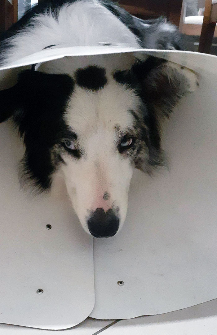 My Dog Has To Celebrate The New Year Like This