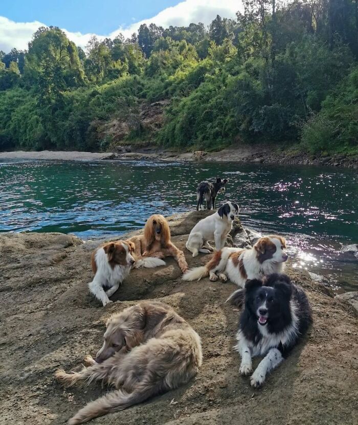 A Couple And Their 31 Four-Legged Family Members Found A Home After Their Video Asking For Help Went Viral