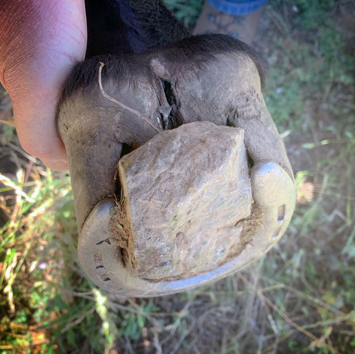 "Oh, That Is Why My Horse Has Been Limping In The Pasture". My Husband Is The Horseshoer