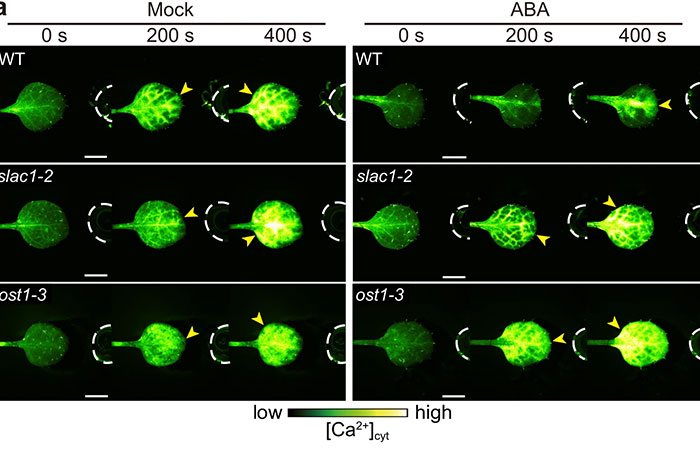 &ldquo;Amazing&rdquo; Video Of Plants Talking Has Social Media Reconsidering How They Thought About Life