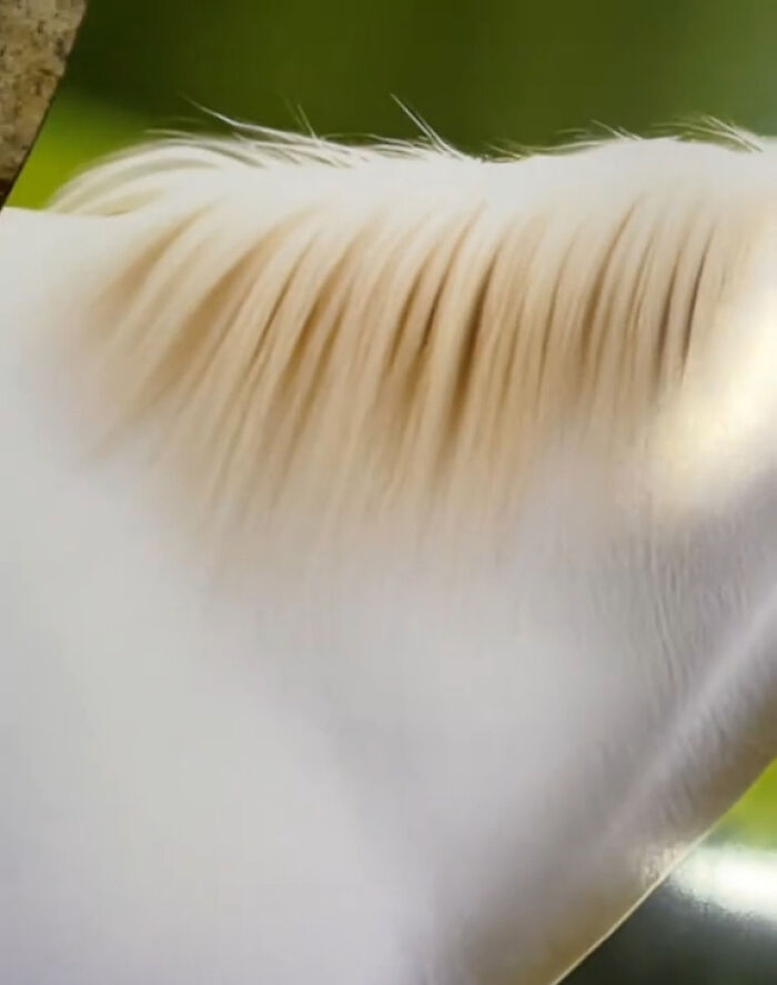 Esta mujer se compró un calendario con fotos de caballos, pero resultó ser demasiado extraño