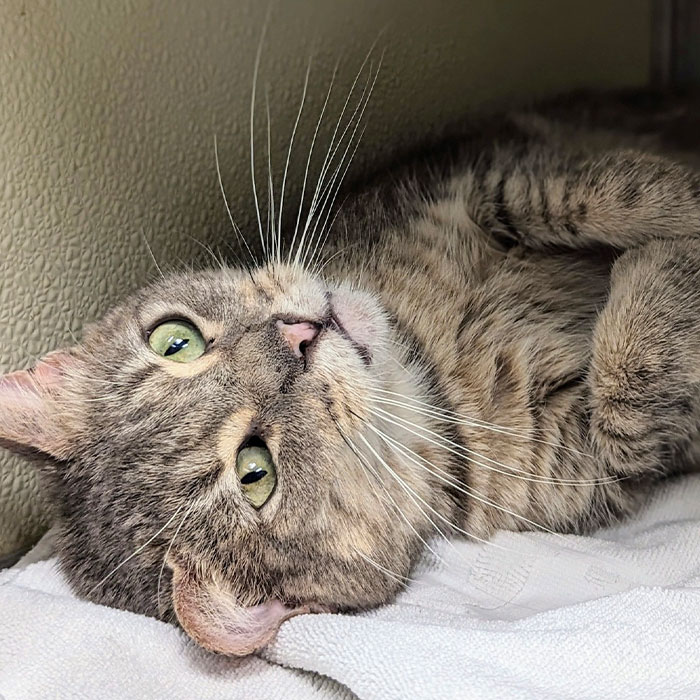 &ldquo;Some Things Shouldn&rsquo;t Breed&rdquo;: Animal Shelter Promotes A Hilarious Valentine&rsquo;s Day Campaign