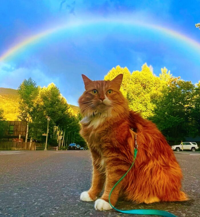 Orange cat on a street under a vibrant rainbow, capturing the colors seen through a cat's eyes.
