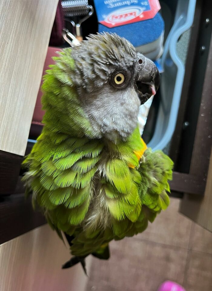 Puffed-Up Blep. Caught Him Chewing My Drawer And This Was His Reaction :)))