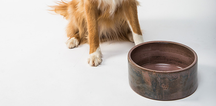 Hey Pandas, AITA For Being Insensitive Towards A Pet Sitter That Did A Bad Job?