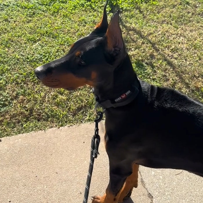 &ldquo;I Birthed Her&rdquo;: People Fume After Woman Turns Down $200k Offer From Stranger To Buy Her Dog