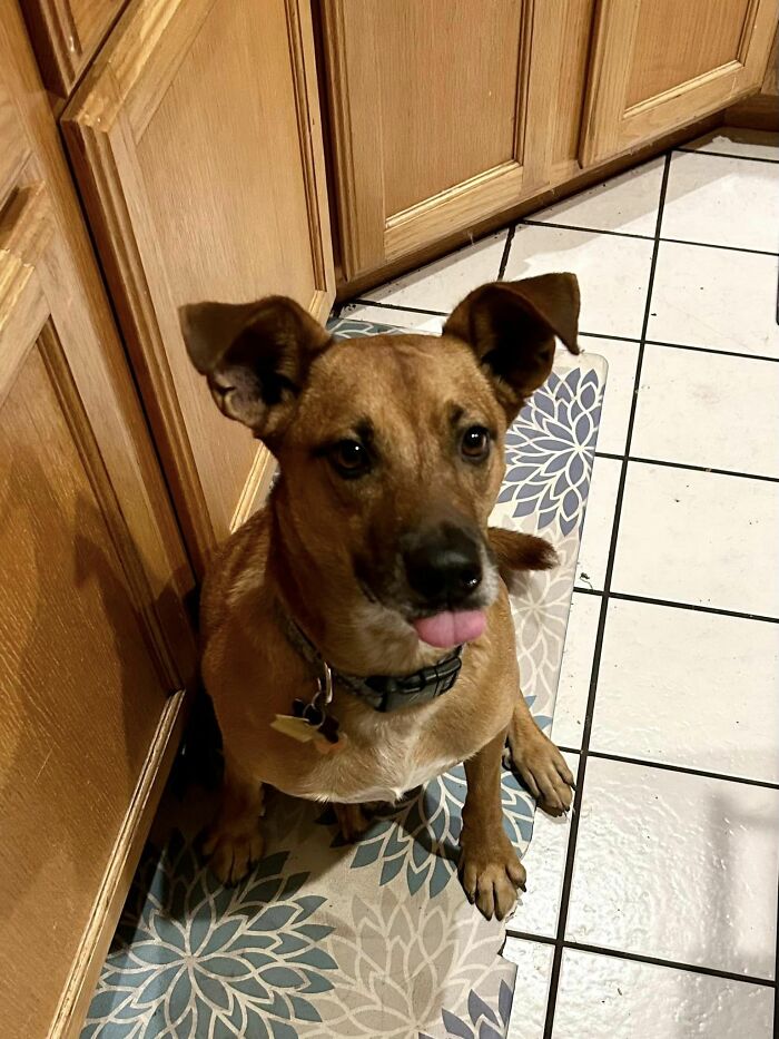 Trooper's Response To Seeing Popcorn