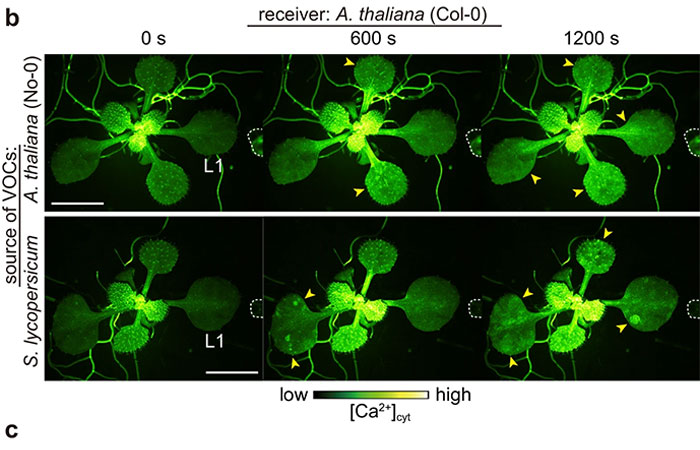 &ldquo;Amazing&rdquo; Video Of Plants Talking Has Social Media Reconsidering How They Thought About Life