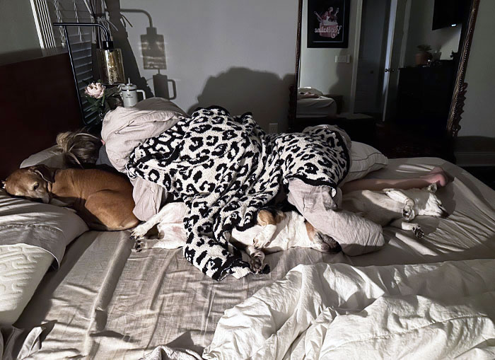 My Wife And Dogs Are Sleeping In A Chaotic Pile