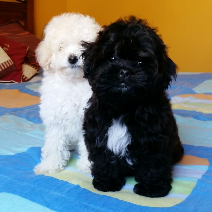 A Couple And Their 31 Four-Legged Family Members Found A Home After Their Video Asking For Help Went Viral