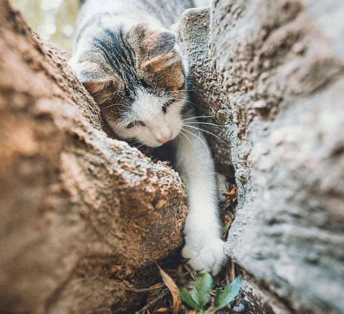 Cat carefully navigating through a tree's branches to find a way down safely.